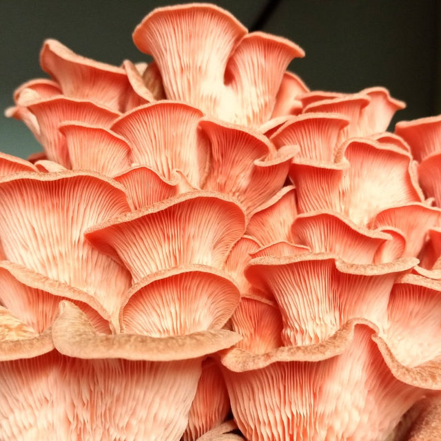 pink oyster mushroom liquid culture syringe