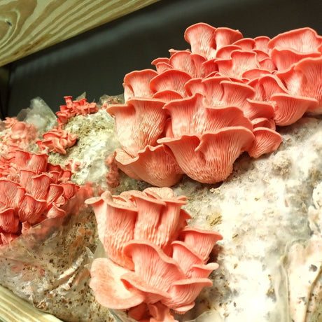pink oyster mushrooms growing at liquid fungi