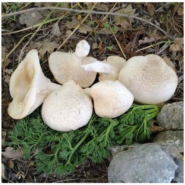 pleurotus nebrodensis mushroom