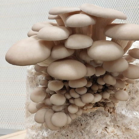 pohu oyster mushroom in lab
