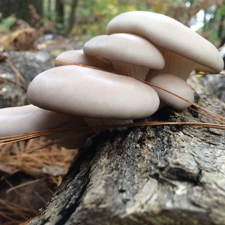 pohu oyster mushroom on a log