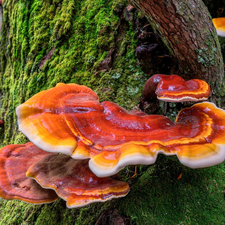red reishi mushroom liquid culture