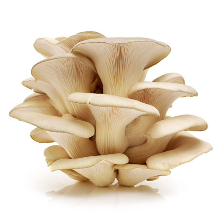 tarragon mushroom culture