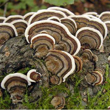 turkey tail mushroom