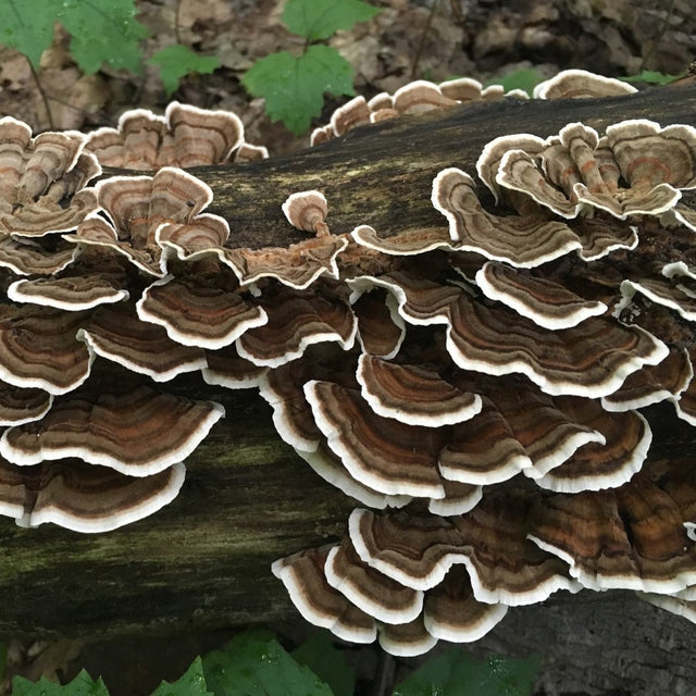 turkey tail mushroom culture