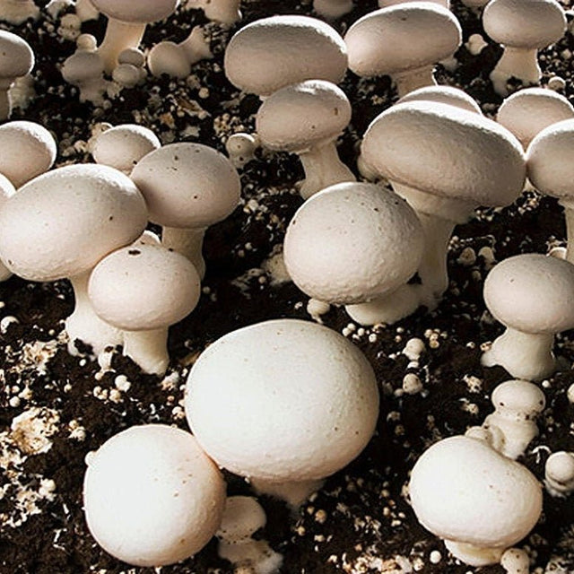 white button mushroom liquid culture syringe