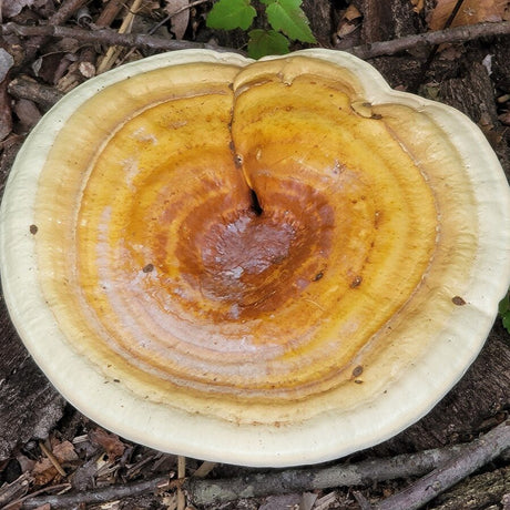 yellow golden reishi mushroom liquid culture syringe