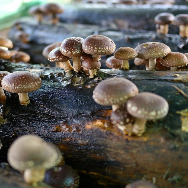 Shiitake Mushroom Plug Spawn Dowels (100)