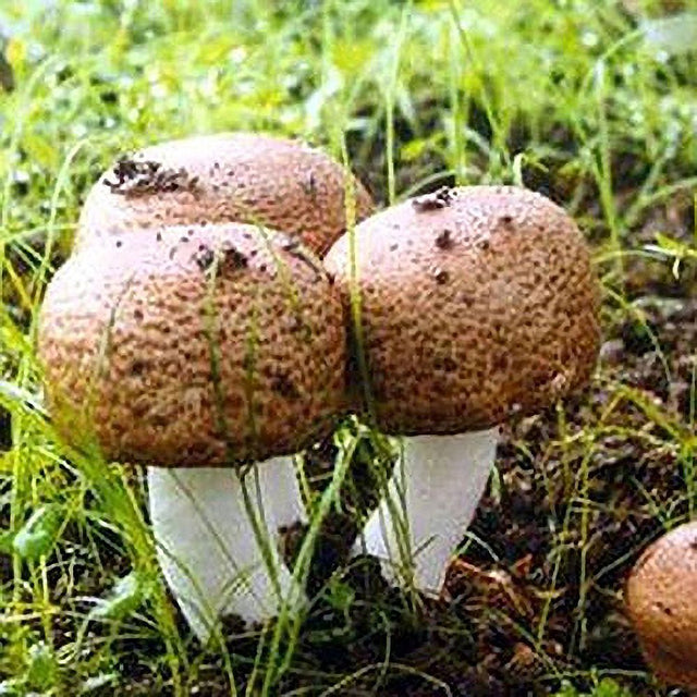 Agaricus Blazei almond mushroom liquid culture