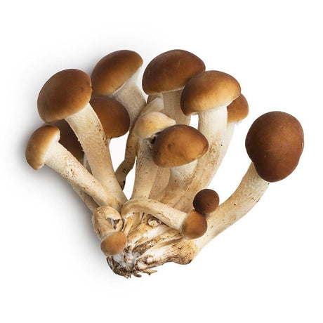 Pioppini black poplar mushroom culture