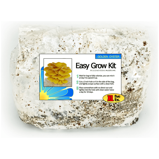 Golden Oyster Easy Mushroom Grow Kit