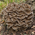 Hen of the Woods Mushroom liquid culture syringe