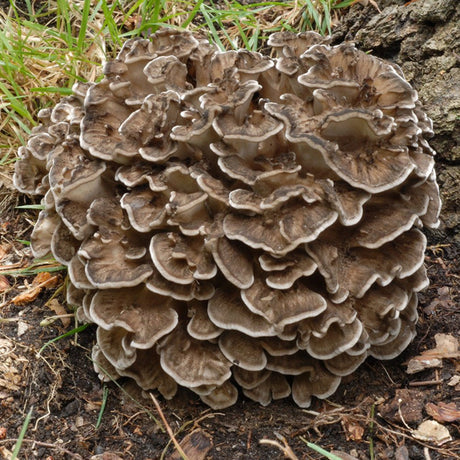 Hen of the Woods Mushroom liquid culture syringe