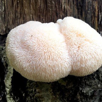 log-grown lion's mane, wooden dowel spawn, ;ion's mane spawn, lion's mane mushroom, gourmet mushroom plugs, cultivation