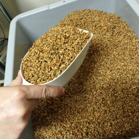 scoop of cooked grain for mushroom grow farm grain spawn production