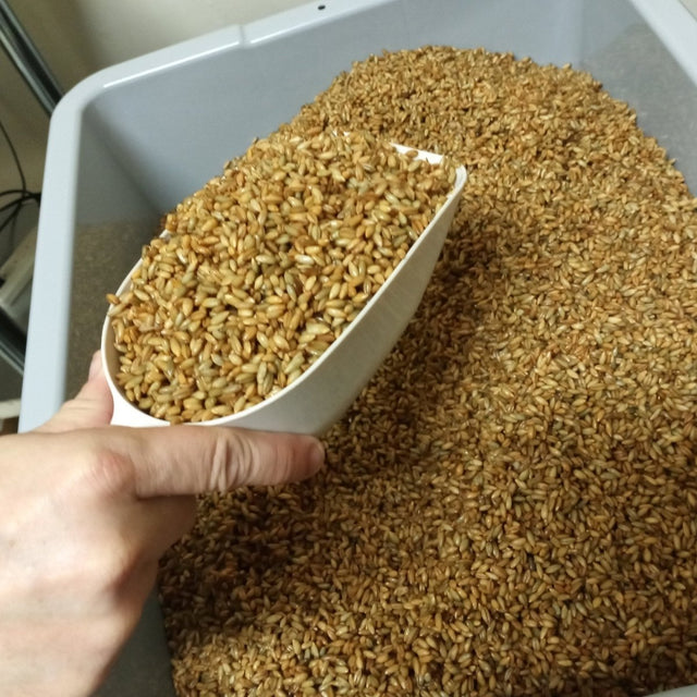 cooked rye grain for mushroom farm growing