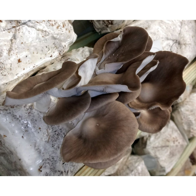 Italian Oyster Easy Mushroom Grow Kit