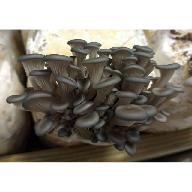 Blue Oyster Easy Mushroom Grow Kit