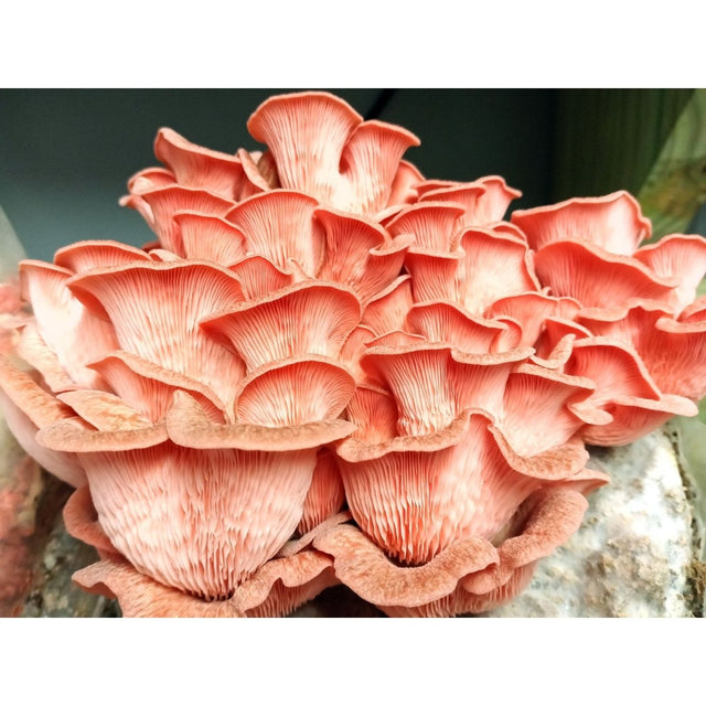 Pink Oyster Easy Mushroom Grow Kit
