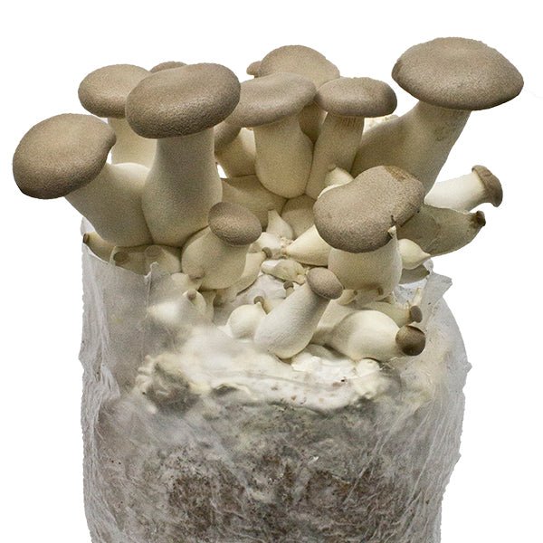 King Oyster Grain Spawn Bag