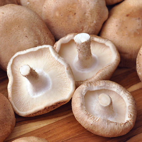 Lentinula edodes mushroom liquid culture