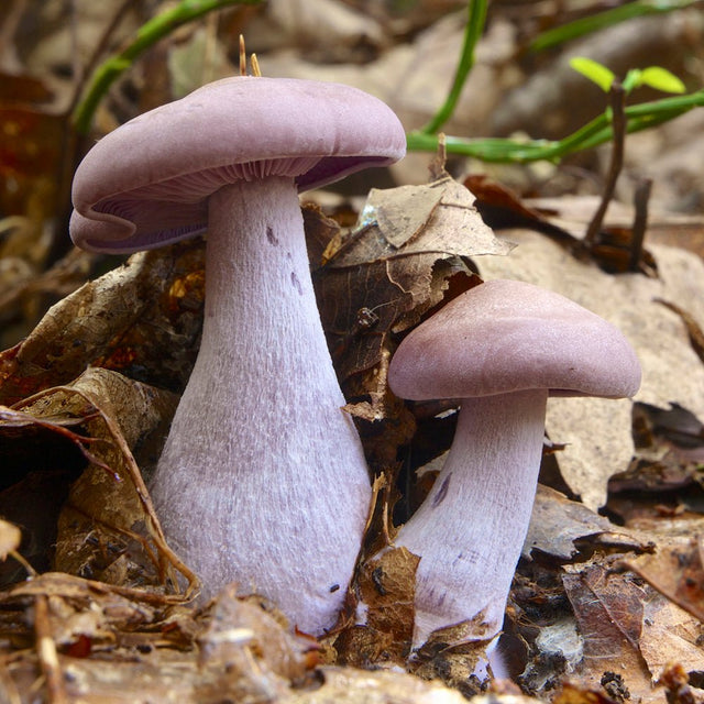 Lepista nuda wood blewit mushroom culture