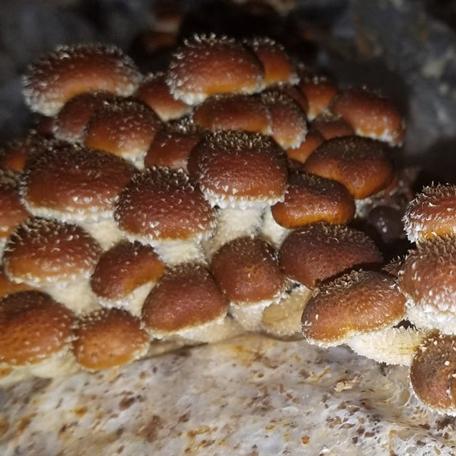Pholiota adiposa chestnut mushroom in dark