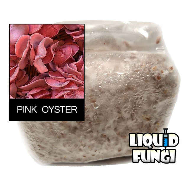 Pleurotus djamor pink oyster mushroom spawn