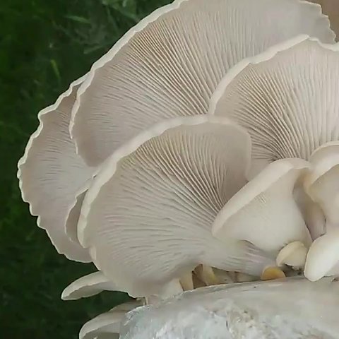 Pleurotus eunosmus tarragon oyster mushroom liquid culture syringe