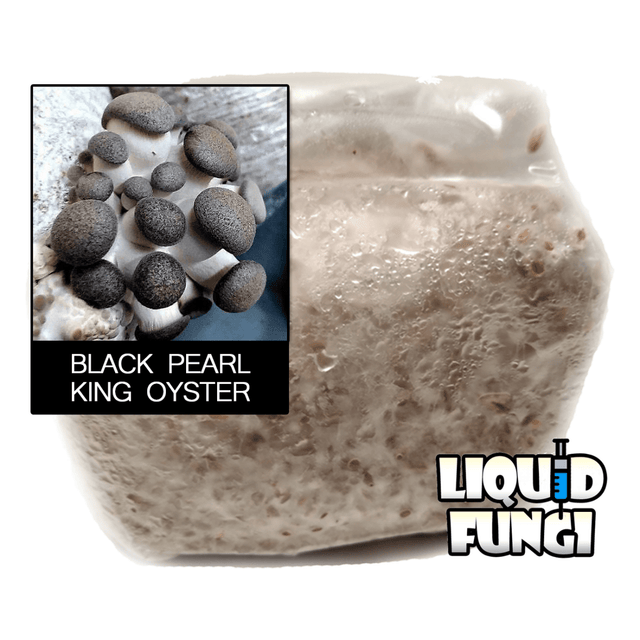 Pleurotus ostreatus black pearl king oyster mushroom grain spawn