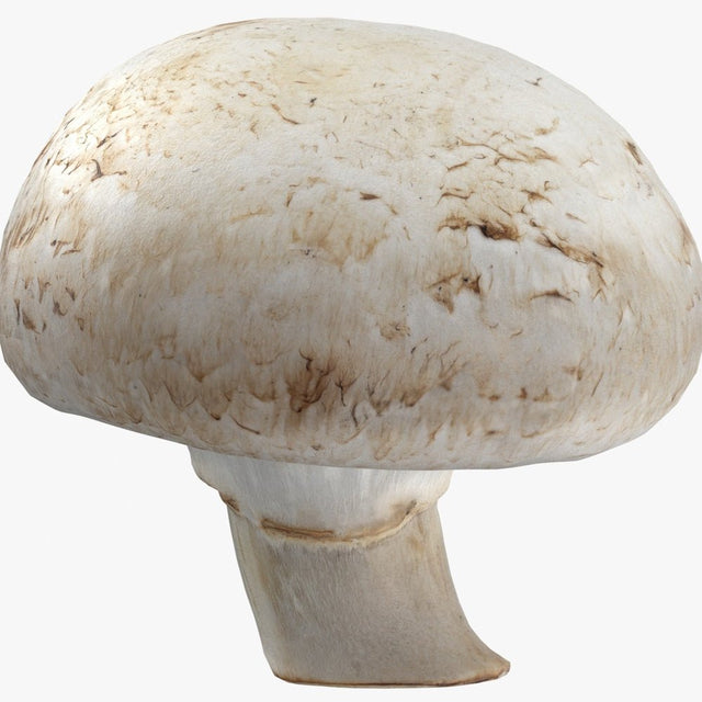 white button mushroom