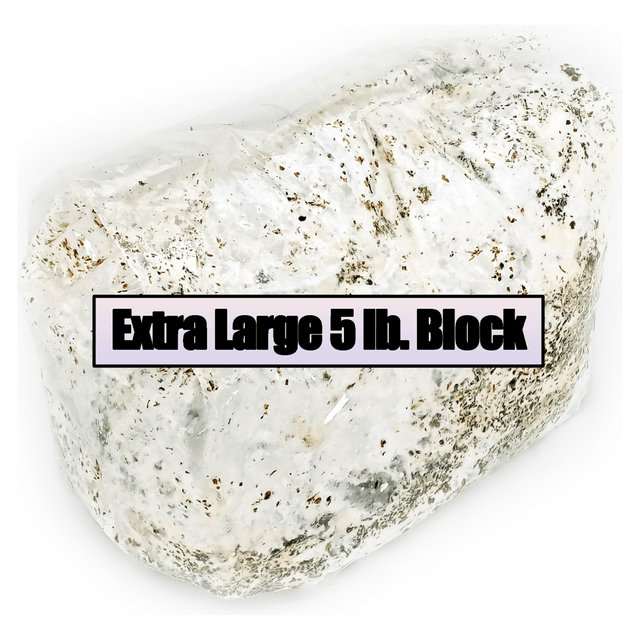 Blue Oyster Easy Mushroom Grow Kit