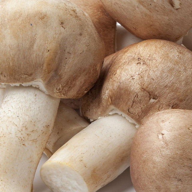 agaricus blazei almond mushroom liquid culture syringe