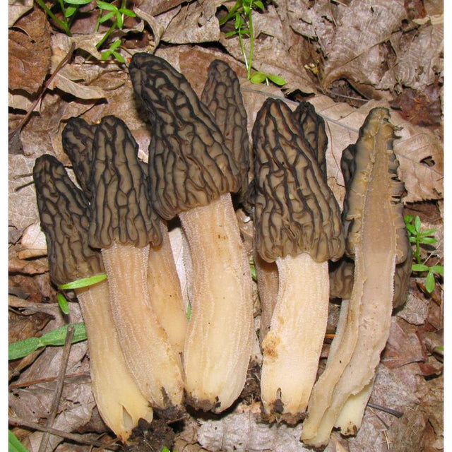 black morel mushroom