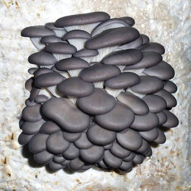 blue oyster mushroom Pleurotus ostreatus var. columbinus