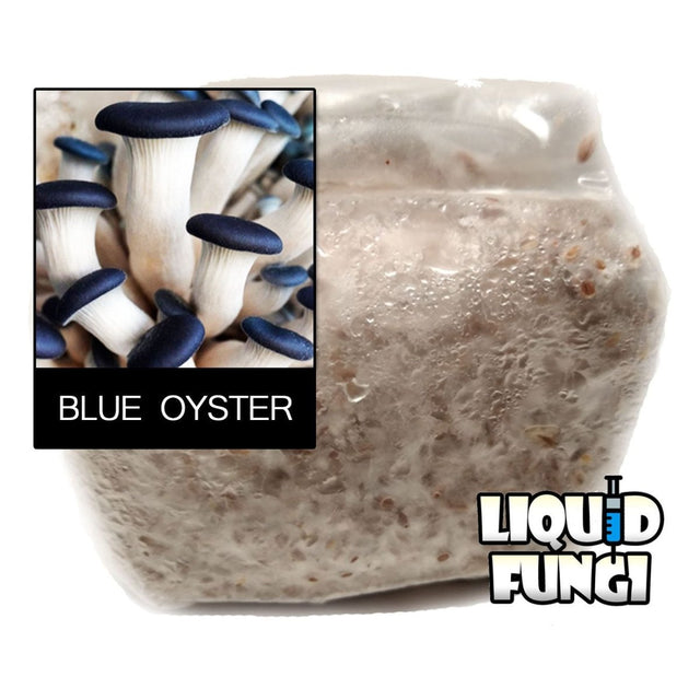 blue oyster mushroom spawn