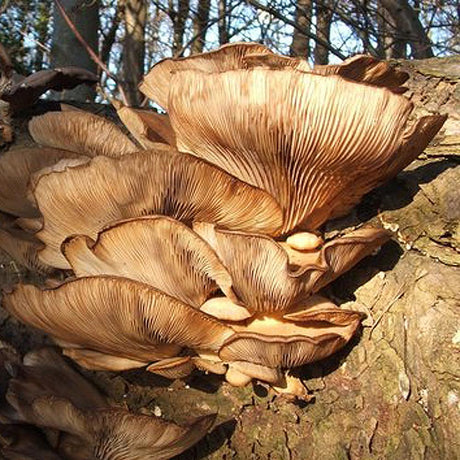 branched oyster Pleurotus cornucopiae mushroom liquid culture syringe sample