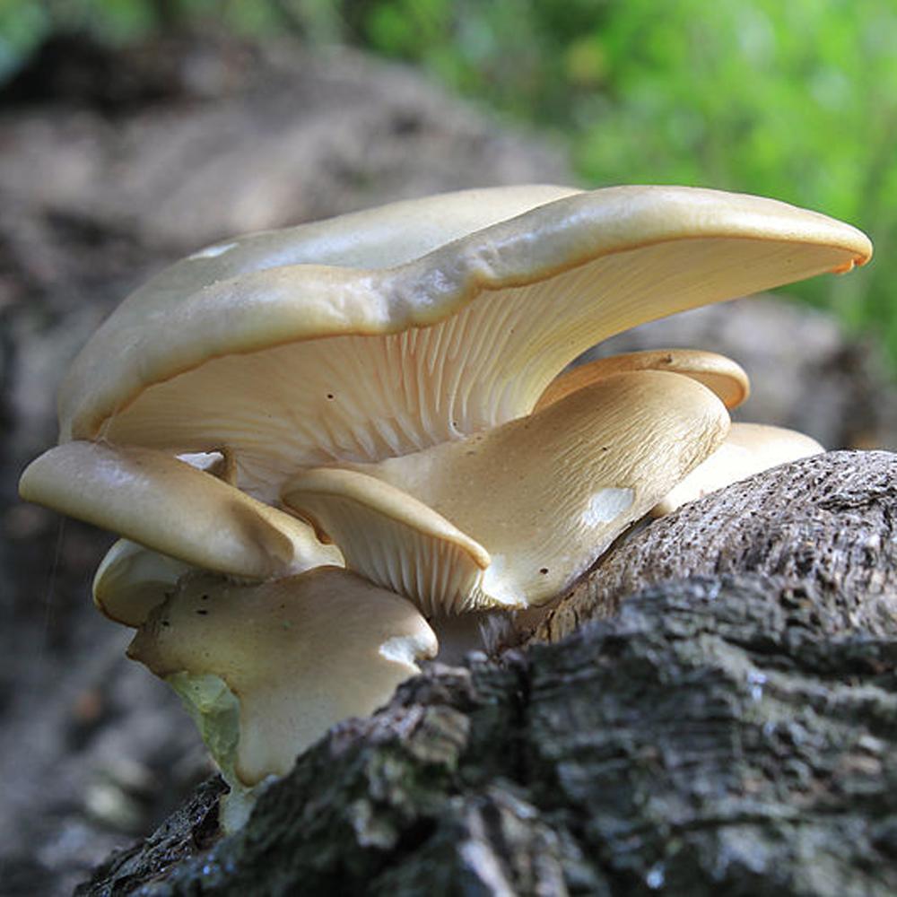 branched oyster mushroom grain spawn