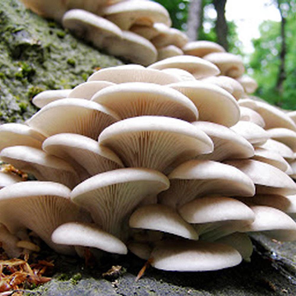 branching oyster mushroom grain spawn bag