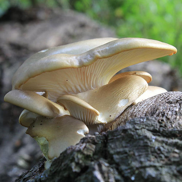 branching oyster mushroom liquid culture syringe