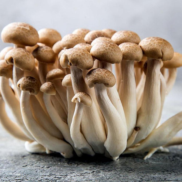 brown beech mushroom live liquid culture syringe