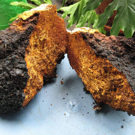 chaga mushroom liquid culture syringe