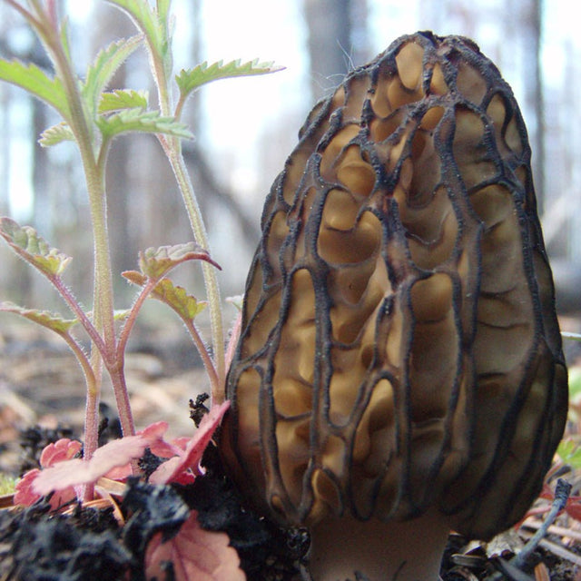Morchella elata close up black morel mushroom culture