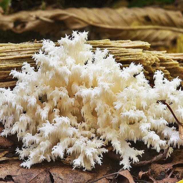 coral tooth mushroom