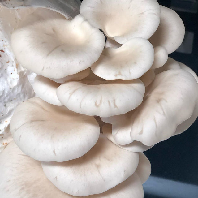 elm oyster mushroom Hypsizygus ulmarius