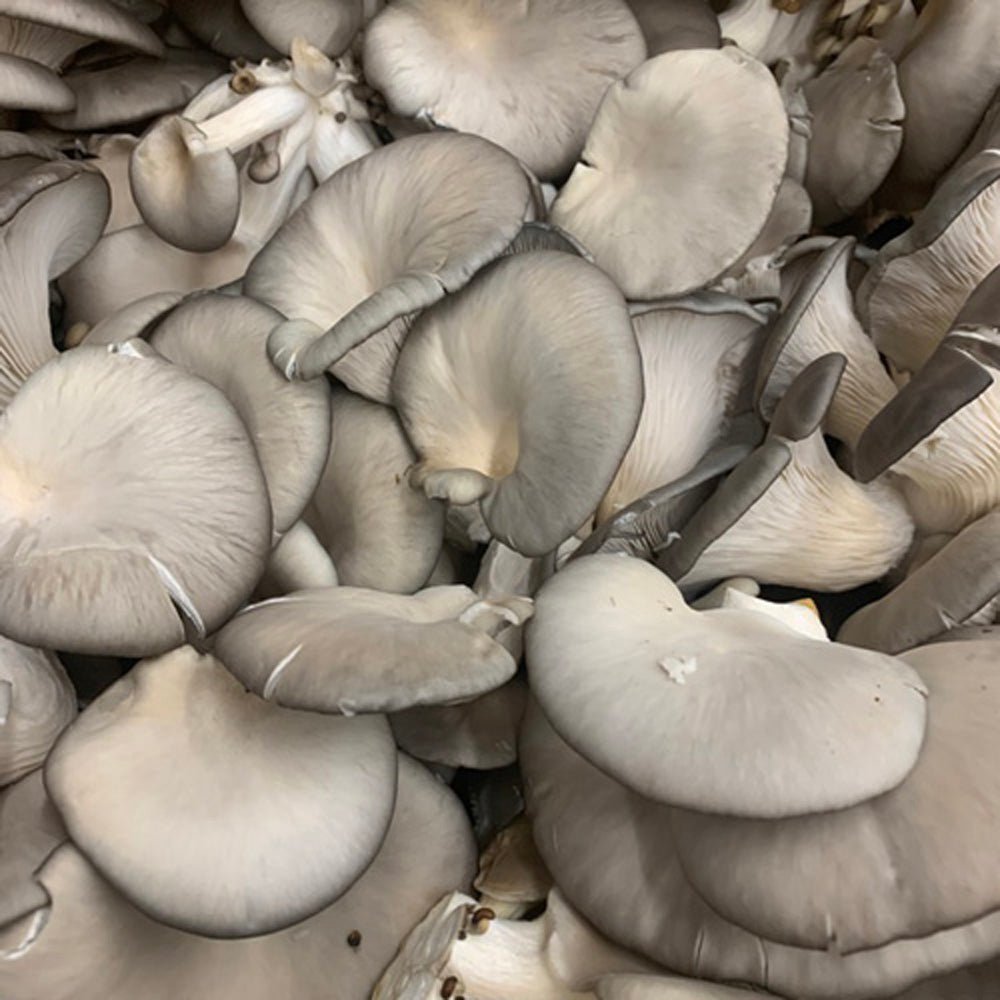 florida oyster mushroom liquid culture