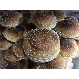 Chestnut Mushroom Grain Spawn (1 pound)