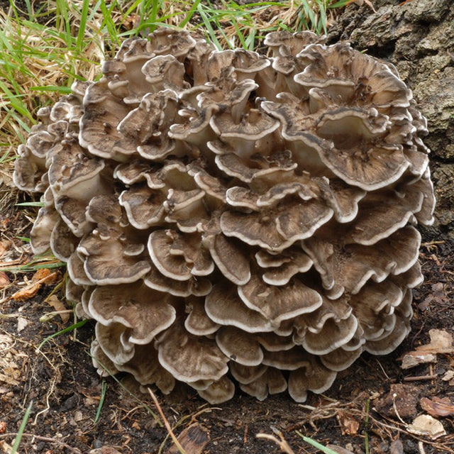 Hen of the Woods Mushroom Grain Spawn (1 pound)