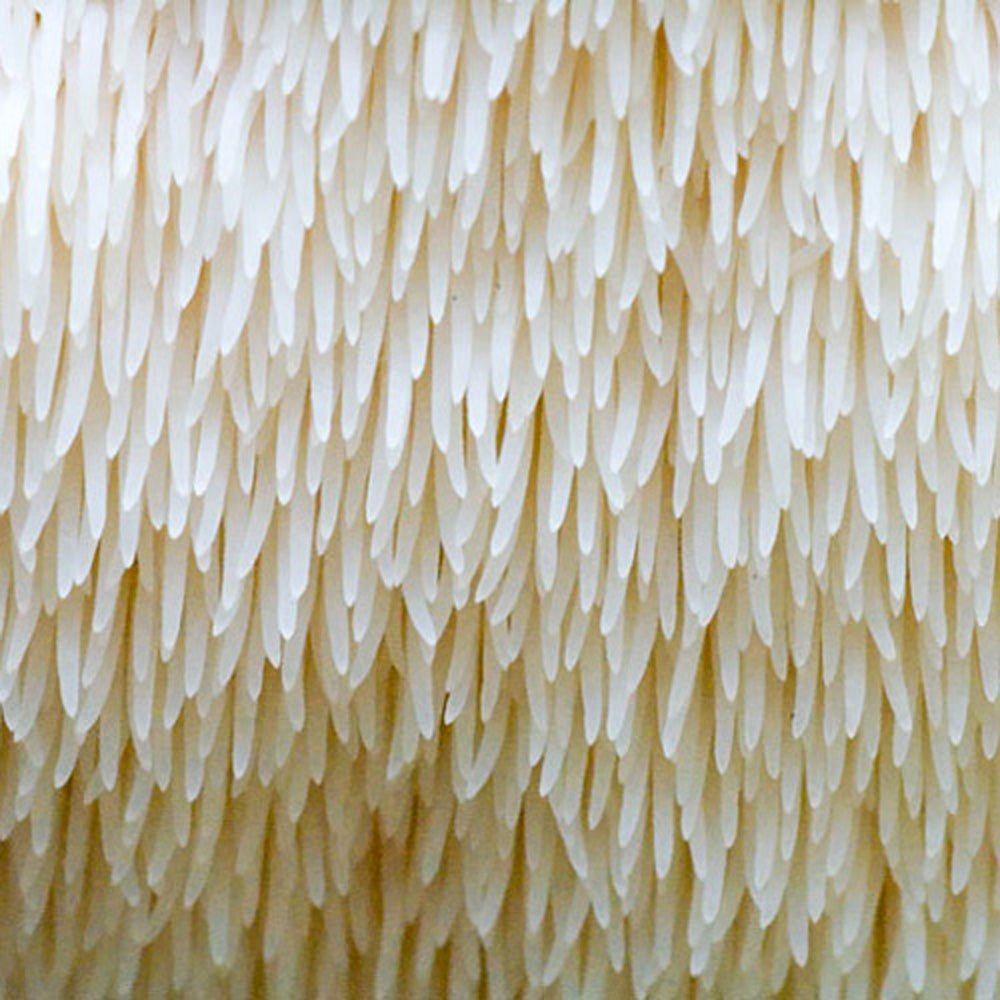 lion's mane spines teeth close up, how to store lion's mane culture, where to buy liquid culture, mushroom cultures