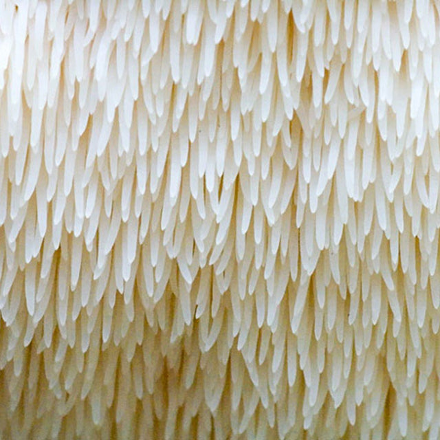 lion's mane spines teeth close up, how to store lion's mane culture, where to buy liquid culture, mushroom cultures